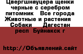Цвергшнауцера щенки черные с серебром питомник - Все города Животные и растения » Собаки   . Дагестан респ.,Буйнакск г.